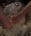Filename=asscaps-00548.jpg
Filesize=261KiB
Dimensions=1550x1000
Date added=Jan 01, 2025 asscaps-00548.jpg