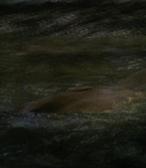 asscaps-00879.jpg