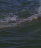 Filename=asscaps-01255.jpg
Filesize=284KiB
Dimensions=1550x1000
Date added=Jan 01, 2025 asscaps-01255.jpg